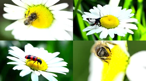Insect on a Daisy(Camomile), Multiscreen Composition. Stock Footage 37185862