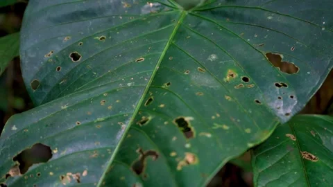 Insect Damage and Holes in a Large Tropical Leaf Stock Footage 344282414