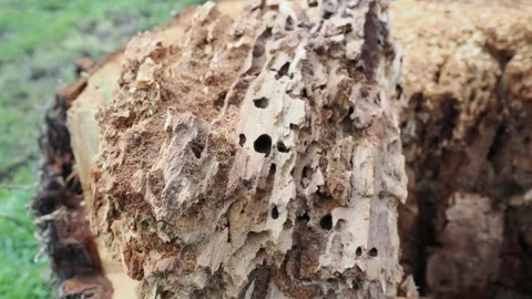 Insect damage in trees causing decay meaning the tree has to be felled. Stock Footage 333286910