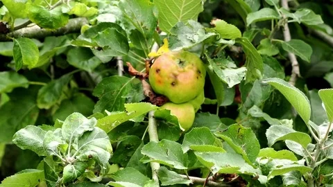 Insect damaged apples ready to fall from apple tree. Stock Footage 346631495