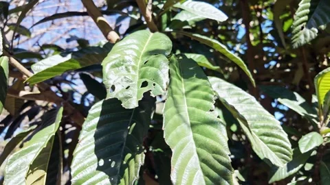 Insect Damaged Green Leaves Closeup Detail Stock Footage 341682309
