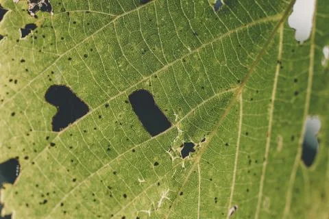 Insect Damaged Leaf Stock Photos