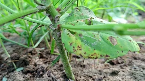Insect Damaged Leaf Sprouting On Sandy Soil Stockbeeldmateriaal 342698967