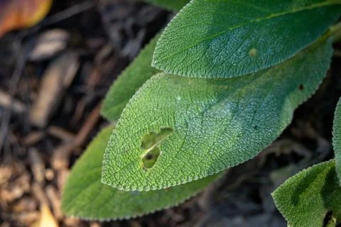 Insect damaged wet leaf in a garden closeup showing fresh rain water and fine Stock Photos