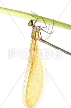 Insect damsefly dragonfly isolated Stock Photos