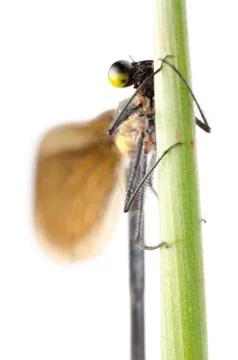 Insect damsefly dragonfly isolated Foto stock