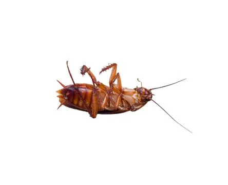 Insect dead cockroach bug on white background. isolated Stock Photos