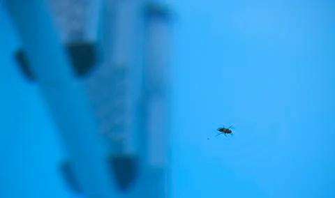 Insect death in a swimming pool Stock Photos