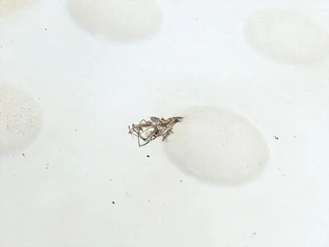 Insect debris on white foam structure macro photography Stock Photos