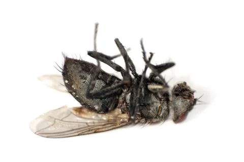 Insect destruction concept.Dead fly insect lying on back taken c Stock Photos
