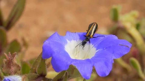 Insect devouring a flower Stock Footage 115467876