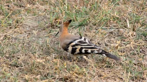 Insect Digger [ Hoppo bird ] Vídeos de archivo 61129861