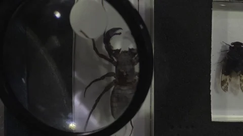 Insect dissected Stock Footage 107062746