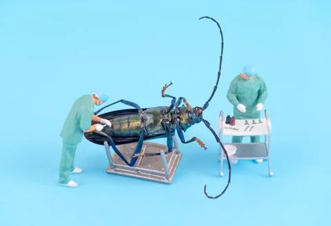 Insect Dissection Scene With Surgeons Analyzing A Giant Beetle On An Operat.. 스톡 사진