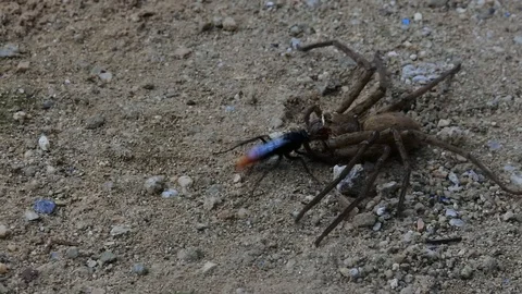 Insect drag spider Stock Footage 112471541