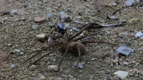 Insect drag spider2 Stock Footage 112464229
