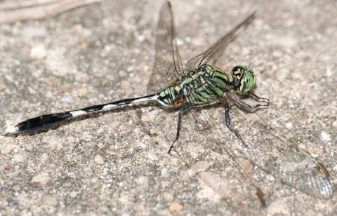 Insect dragonfly close up Foto stock