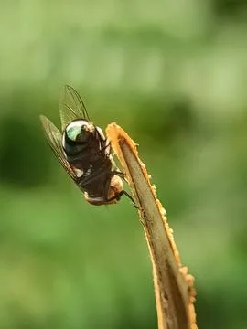 Insect on a dried plant stem. Photos