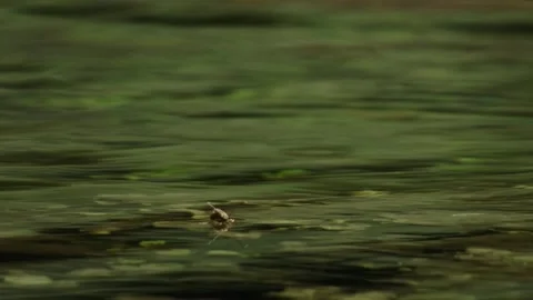 Insect Drifting on Gently Flowing Water Stock Footage 315652104