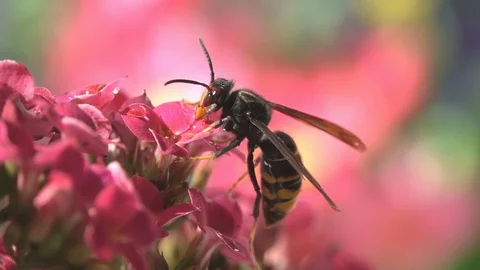 Insect drinking beautiful nature Stock Footage 82954231