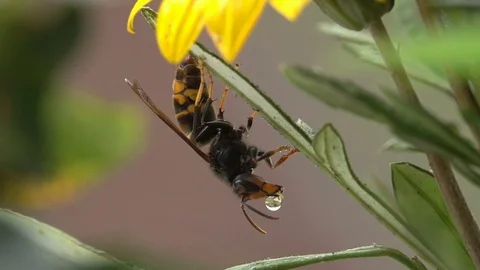 Insect drinking drops Stock Footage 82575176