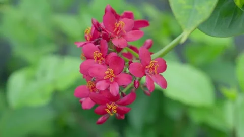 Insect drinking flower nectar Stock Footage 273165535
