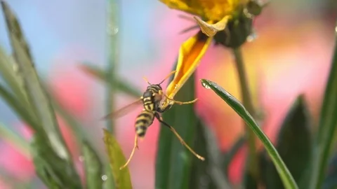 Insect drinking Stock Footage 81039342