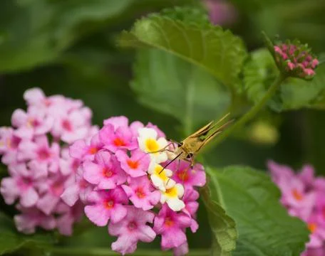 Insect Drinking Nectar 写真素材