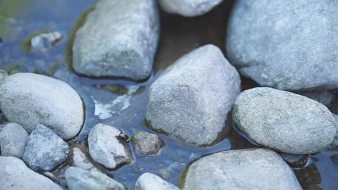 Insect drinking polluted water Stock Footage 134790771