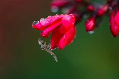 Insect drinks dew on a flower Stock Photos