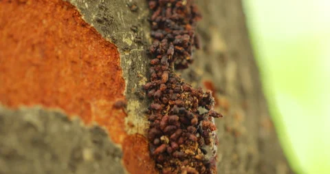 Insect Droppings on a tree | Stock Video | Pond5