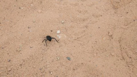 Insect in the dry desert Stock Photos