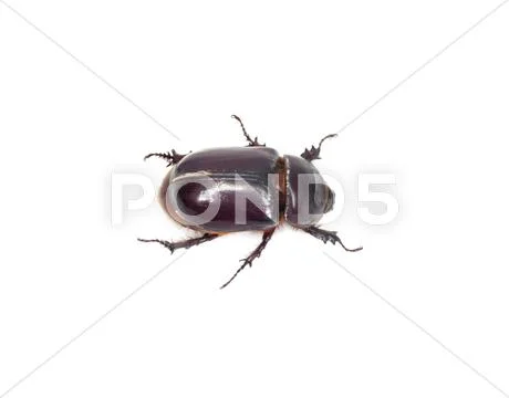 Insect dung beetle isolated on white Stock Photos