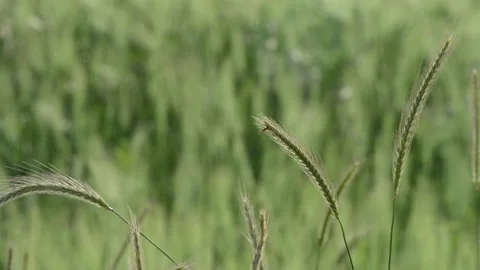 Insect on ear of corn Video stock 196170303