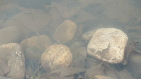 Insect early spring Stock Footage 61873577