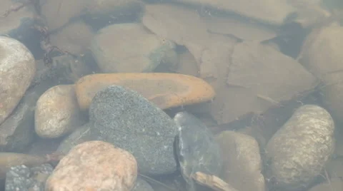 Insect early spring Stock Footage 61873643