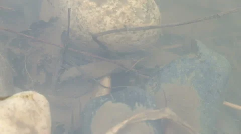 Insect early spring Stock Footage 61873666