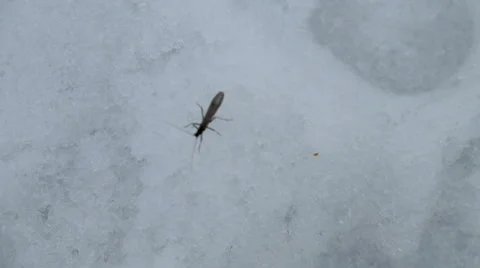 Insect early spring Stock Footage 61873689