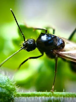 Insect Early Spring Stock Photos