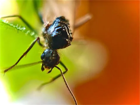 Insect Early Spring Stock Photos