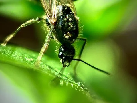 Insect Early Spring Stock Photos