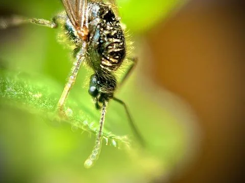Insect Early Spring Stock Photos