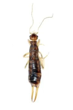 Insect earwig isolated Foto stock