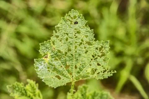 Insect eaten leaf Stock Photos