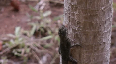 Insect eaten by a lizard Stock Footage 45713362