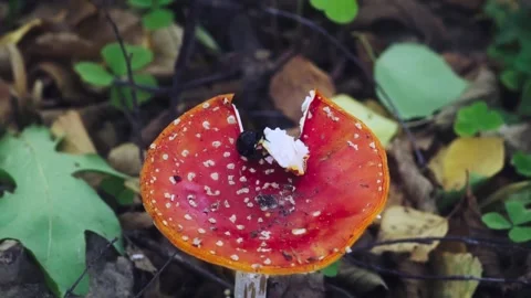 Insect eating mushroom Stock Footage 261419466