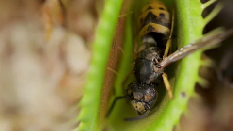 Insect eating plants close up Venus fly trap with wasp corpse.  Stock Footage 161908975