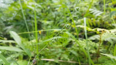 Insect-eating plants. Video stock 205043199