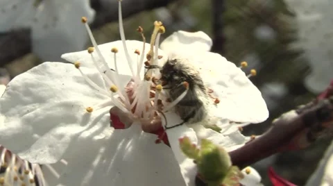 Insect eats flower Stock Footage 5027077
