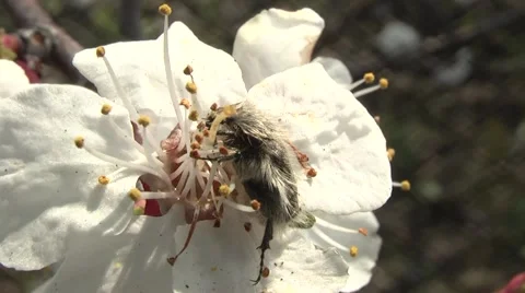 Insect eats flower 動画素材 5028165